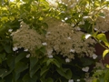 Hydrangea petiolaris Hortensja pnąca